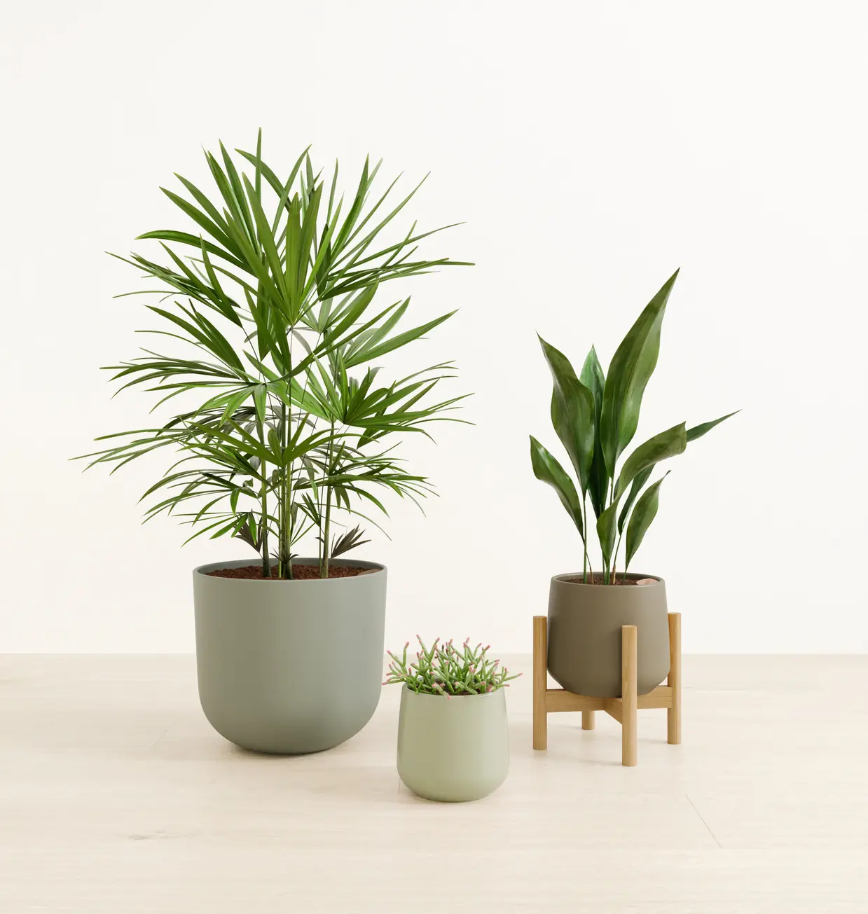 Three potted houseplants on a light wooden surface